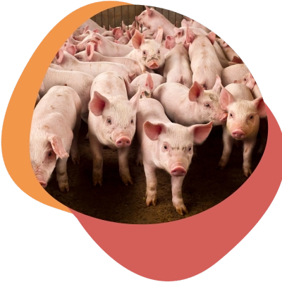 Ferkel Über Uns 400×400