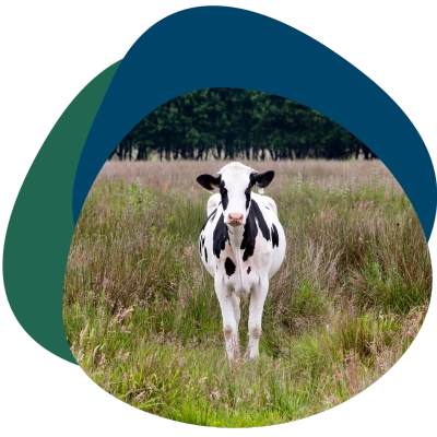 Kalb Über Uns 400×400