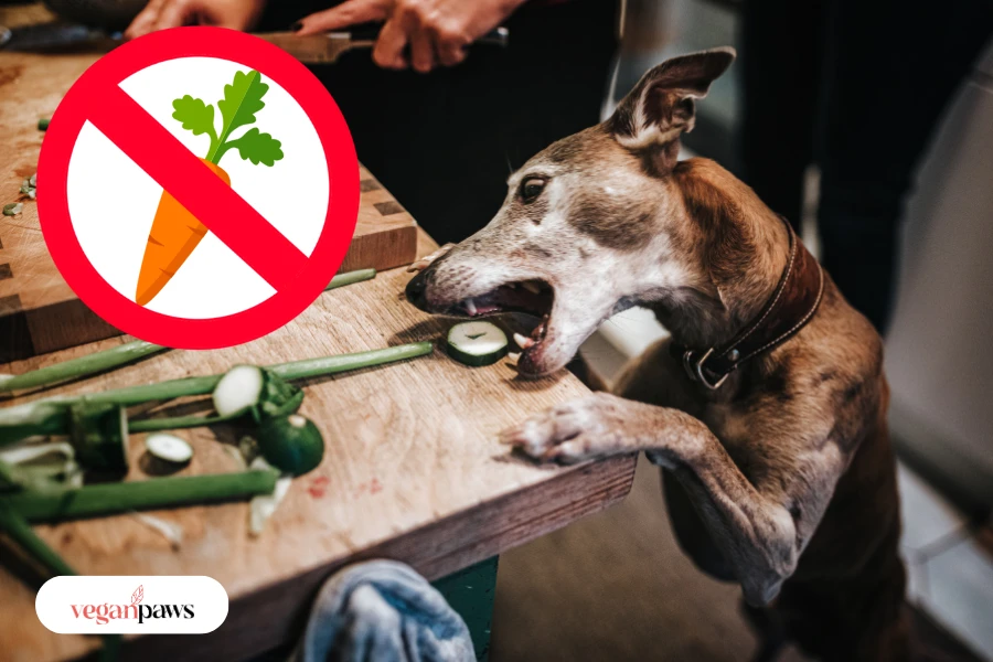 Was Du über vegane Hundeernährung und deutsche Gesetze wissen solltest!